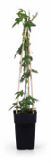 Passionsblomma 'Purple Haze' 4-pack Kruka Ø15cm Höjd ca 65cm