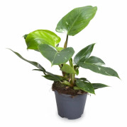 Philodendron White Princess - Krukstorlek 14 cm, Höjd ca 35 cm