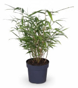 12-pack Fargesia Rufa Bambuväxter - 40 cm - Kruka Ø14 cm