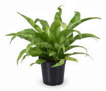 Asplenium Antiquum Krukväxt Ø17 cm, Höjd ca 45 cm