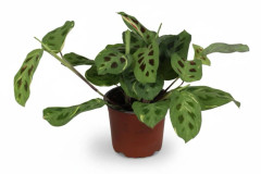 Calathea Leuconeura Fascinator Variegata - Krukväxt Ø12 cm, Höjd ca 30 cm