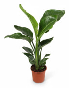 Strelitzia Nicolai - 70 cm hög, kruka Ø17 cm