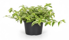 Tradescantia Yellow Hill - Grönväxt Ø17 cm H40 cm
