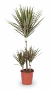 Dracaena Bicolor Krukväxt Ø21 cm Höjd ca 95 cm