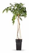 Blåregn 'Prolific' - Wisteria sinensis - Ø15 cm Kruka, 65 cm Hög