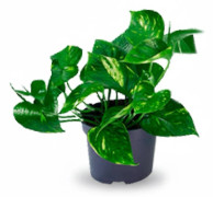 Guldrankan Epipremnum Aureum Ø12 cm, Höjd ca 20 cm - Grön Växt för Hemmet