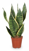 Sansevieria Trifasciata 12cm Kruka - 40cm Hög Grön Växt