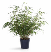 Bamboe Fargesia Rufa i Kruka Ø29cm, Höjd ca 80cm
