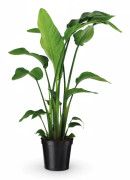 Strelitzia Nicolai 90 cm - Exotisk Inomhusväxt Ø19 cm