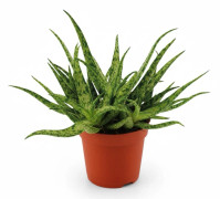 Aloe Vera Växt Ø10,5 cm Höjd ca 15 cm
