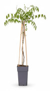 Japansk Blåregn 'Naga Noda' 65 cm, Kruka Ø15 cm