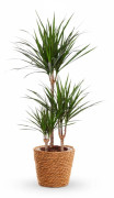Dracaena Marginata Krukväxt Ø21 cm, Höjd ca 95 cm