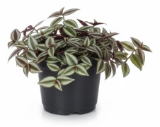 Tradescantia Zebrina Purpusii Krukväxt Ø17 cm, Höjd ca 30 cm