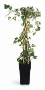 Broktbladig Murgröna 'Dentata Variegata' Ø15 cm, 65 cm