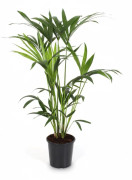 Howea Forsteriana Palm - Kruka Ø19 cm, Höjd ca 80 cm