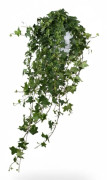 Hedera Helix 'Pittsburgh' XXL Hängväxt Ø17 cm Höjd ca 90 cm