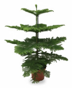 Norfolkgran i Kruka Ø21 cm, Höjd ca 70 cm