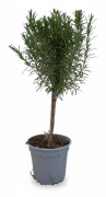 Rosmarin på Stam Ø14 cm Höjd ca 45 cm