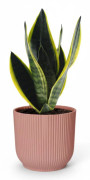 Sansevieria Futura Superba i Rosa Kruka 14 cm