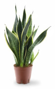 Sansevieria Futura Superba - Robust Inomhusväxt Ø14 cm, Höjd ca 45 cm