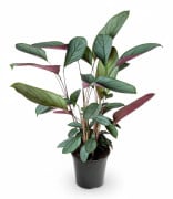 Setosa Krukväxt Ø17cm, Höjd ca 60cm