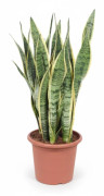 Sansevieria Trifasciata - Kruka Ø25 cm - Höjd ca 85 cm