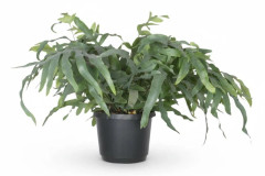 Phlebodium Aureum Ormbunke - 17 cm Kruka, 50 cm Höjd ca