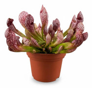 Sarracenia Scarlet Belle - Köttätande Växt Ø12 cm, Höjd ca 20 cm