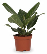 Ficus Bengalensis Krukväxt Ø12 cm, Höjd ca 25 cm