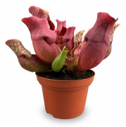 Sarracenia Köttätande Växt Ø12 cm, Höjd ca 23 cm
