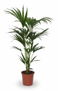 Howea Forsteriana Krukväxt Ø21cm Höjd ca 120cm