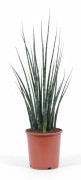 Sansevieria Svärmorstunga - Ø19 cm, Höjd ca 80 cm