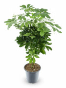 Schefflera Compacta Krukväxt - Ø21 cm - 75 cm Hög