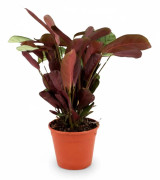 Ctenanthe Amagris Krukväxt Ø14 cm, Höjd ca 25 cm