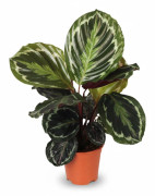 Calathea Medallion Krukväxt Ø14 cm – 45 cm Hög
