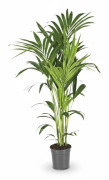 Howea Forsteriana Inomhusväxt Ø21 cm Höjd ca 130 cm