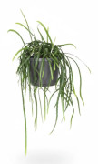 Bolivianum Växt Ø17 cm, Höjd ca 40 cm