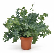 Phlebodium Davana Ormbunke i Kruka Ø12 cm, Höjd ca 35 cm