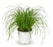 Cyperus Alternifolius Kattgräs 2-pack Ø12 cm Höjd ca 20 cm