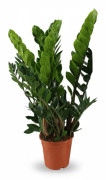 Zamioculcas Zamiifolia Krukväxt Ø21 cm, Höjd ca 80 cm