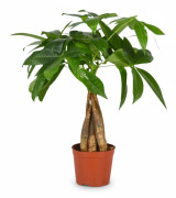 Pachira Aquatica Lyckokastanj i Kruka Ø12 cm, Höjd ca 35 cm