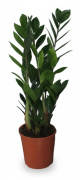 Zamioculcas - Gröna Växten i Kruka Ø14 cm, Höjd ca 55 cm