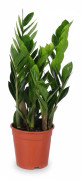 Zamioculcas Zamiifolia Krukväxt Ø17 cm, Höjd ca 60 cm