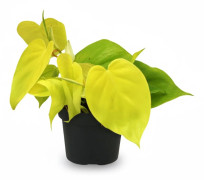Philodendron Lime - Krukväxt Ø12 cm, Höjd ca 20 cm
