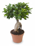 Ficus Ginseng Bonsai - Krukstorlek Ø17 cm, Höjd ca 40 cm