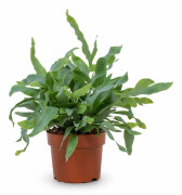 Varensplant Phlebodium - Ormbunke i 12 cm Kruka, Höjd ca 32 cm