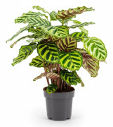 Calathea Makoyana Krukväxt Ø14 cm, Höjd ca 45 cm - Grönskande Skönhet för Hemmet