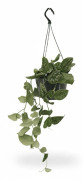 Två Scindapsus Pictus Växter Ø15 cm Höjd ca 20 cm