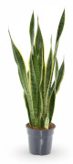 Sansevieria Laurentii XL - Ståtlig Svärmorstunga - Ø17 cm, 70 cm