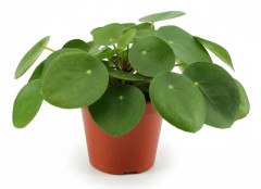 Pilea Peperomioides Krukväxt Ø12 cm, Höjd ca 20 cm